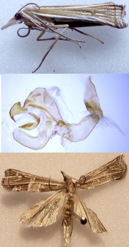 Réf. 238 619 : Ancylolomia tentaculella